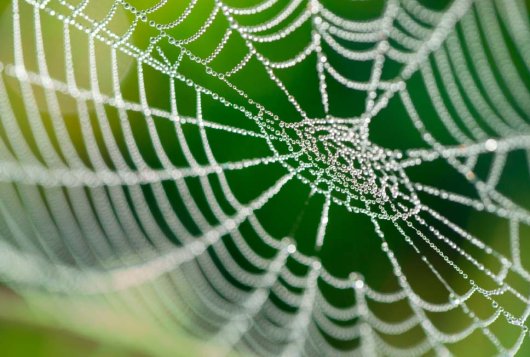 Spinnenweb Spinnenweb