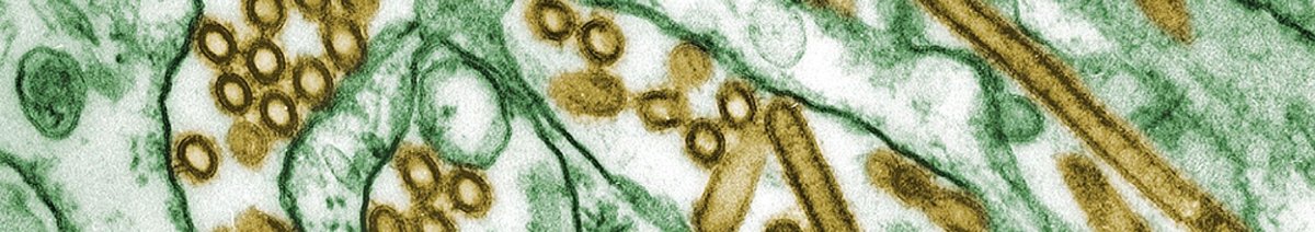 Influenzavirus