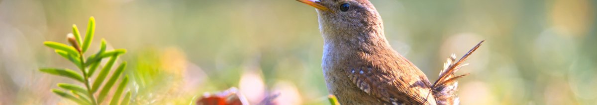 Wren in grass