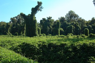 Bomen en struiken overwoekerd door kudzu (Pueraria montana var. lobata) (Foto: Gsmith, Wikimedia Commons, 2006)