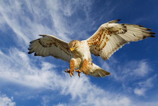 Ruigpootbuizerd Ruigpootbuizerd