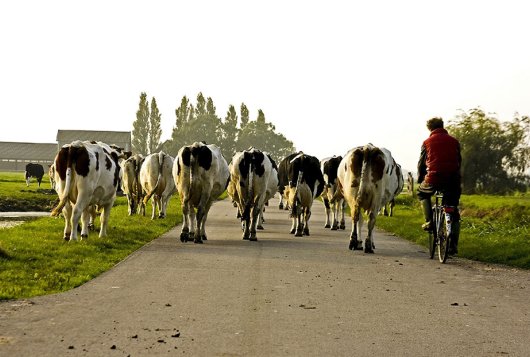 Koeien en boer op fiets