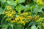 Detail bloemen Klimopkruiskruid (foto Forest & Kim Starr, Wikimedia Commons 2011)