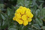 Bloeiende bloemen van de mahonie (Berberis aquifolium) (Foto: Agnieszka Kwiecień, Nova, Wikimedia Commons, 2023)