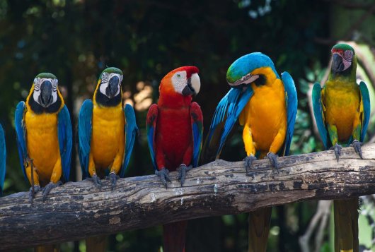 Parrots