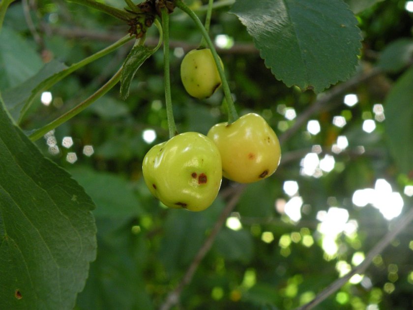 Cherries with damage caused by stink bugs (Photo: Tim Haye) Cherries with damage caused by stink bugs (Photo: Tim Haye)