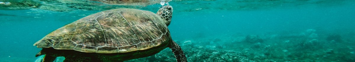 Schildpad