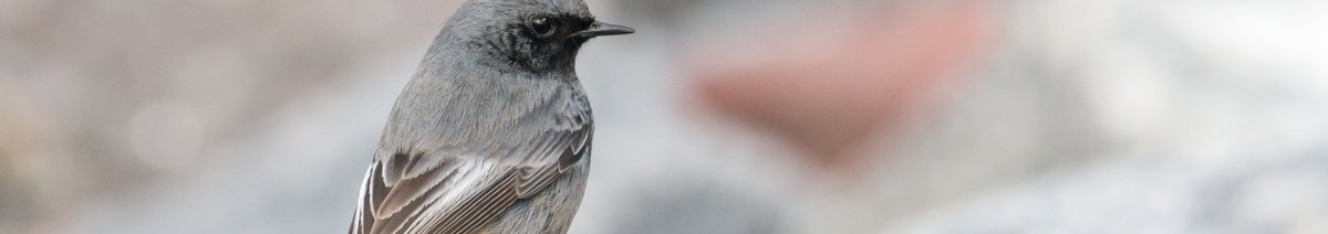 Black redstart