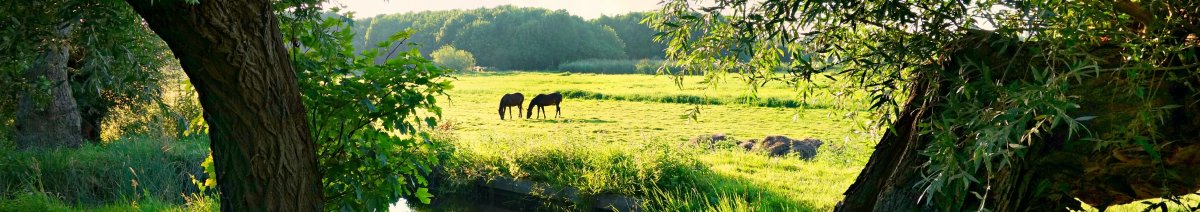 Dutch landscape