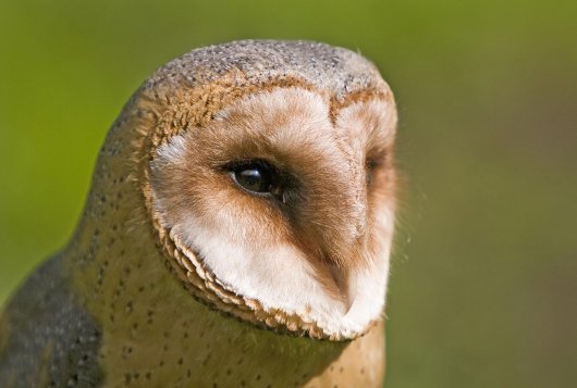 Owl Owl