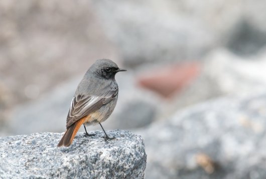 Black redstart Black redstart