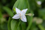 Detail bloem Vaderplant  (foto Sun Jiao, Wikimedia Commons 2019)
