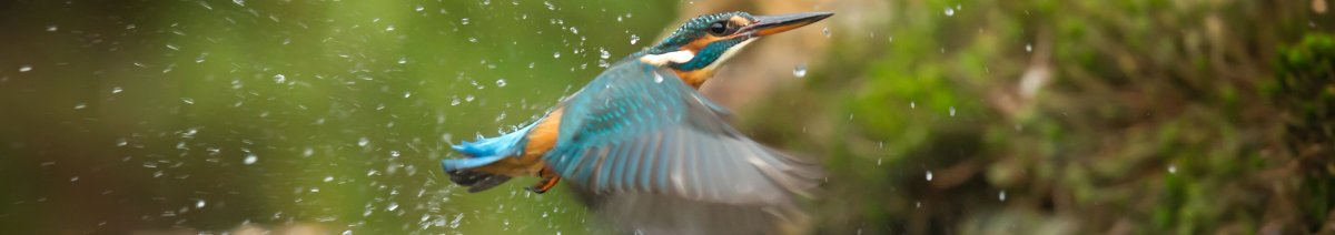 Kingfisher