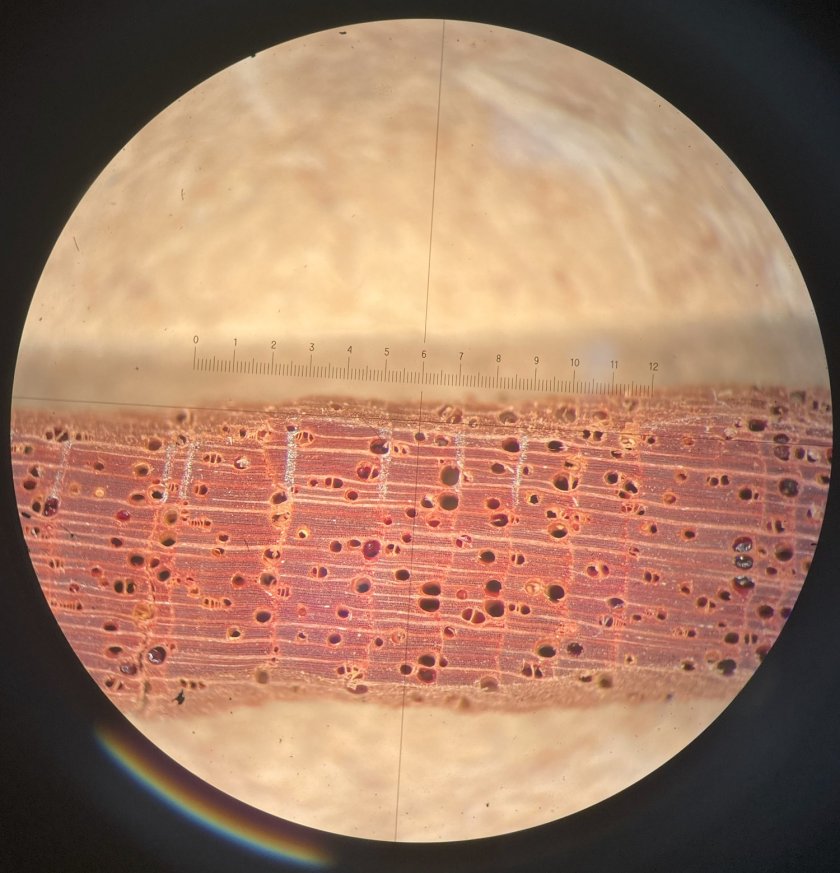 microscope_tree_rings_2.jpg microscope_tree_rings_2.jpg