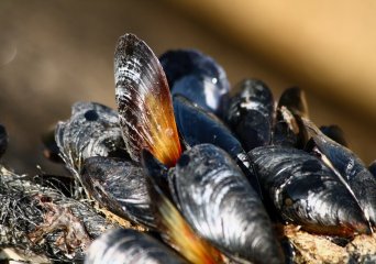 ringtest for quality assurance in marine shellfish toxins