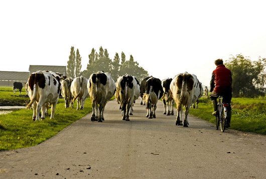 Koeien en boer op fiets Koeien en boer op fiets