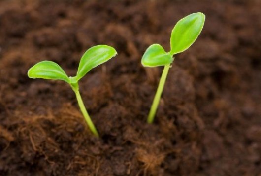 Seedling