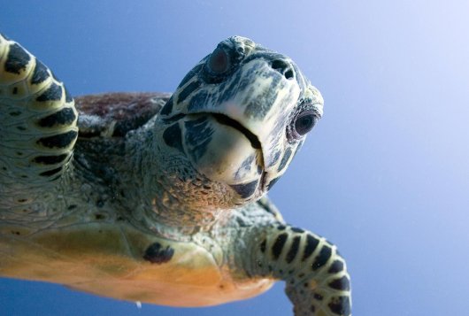 Turtle Turtle