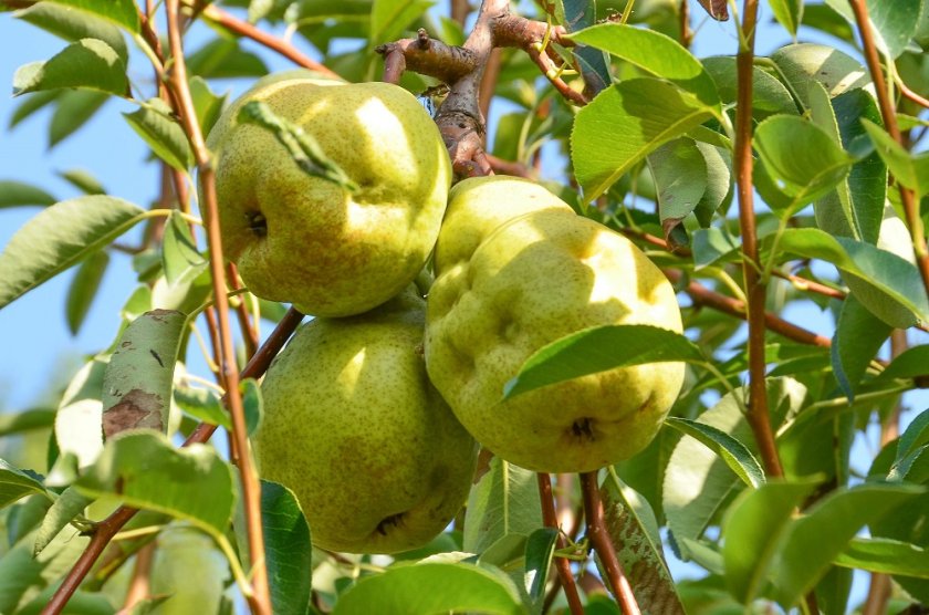 Pear with damage caused by stink bugs (Photo: Tim Haye) Pear with damage caused by stink bugs (Photo: Tim Haye)