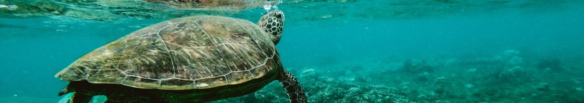 Turtle