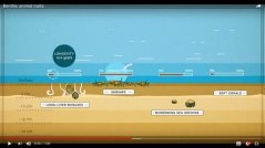 Figure 3. Screenshot of animation 2 about benthic traits and how they can be used to determine the sensitivity of the seabed to trawling. Figure 3. Screenshot of animation 2 about benthic traits and how they can be used to determine the sensitivity of the seabed to trawling.