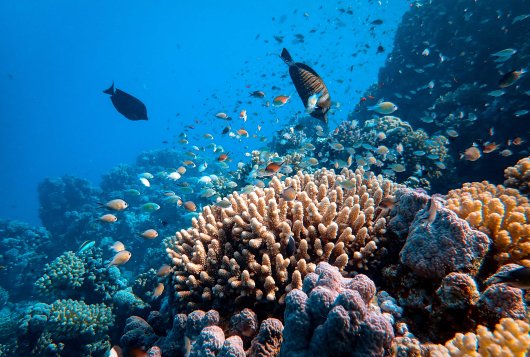 Coral reef and fish Coral reef and fish
