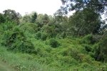 Woekerend Klimopkruiskruid (foto Forest & Kim Starr, Wikimedia Commons 2009)